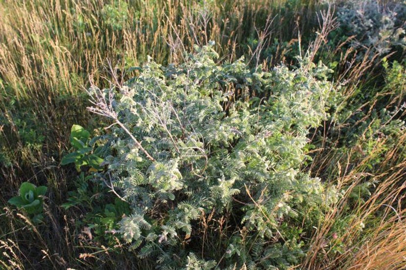 Leadplant