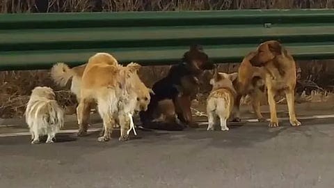 Viral corgi leads 7 dogs on 17km journey home: Here's how they did it
