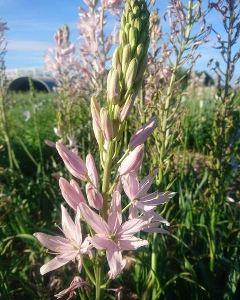 Camassia 'Pink Stars'