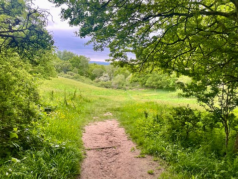  a cottage hidden by hedge; Buttercups in a field; a sign about Jarn Mound