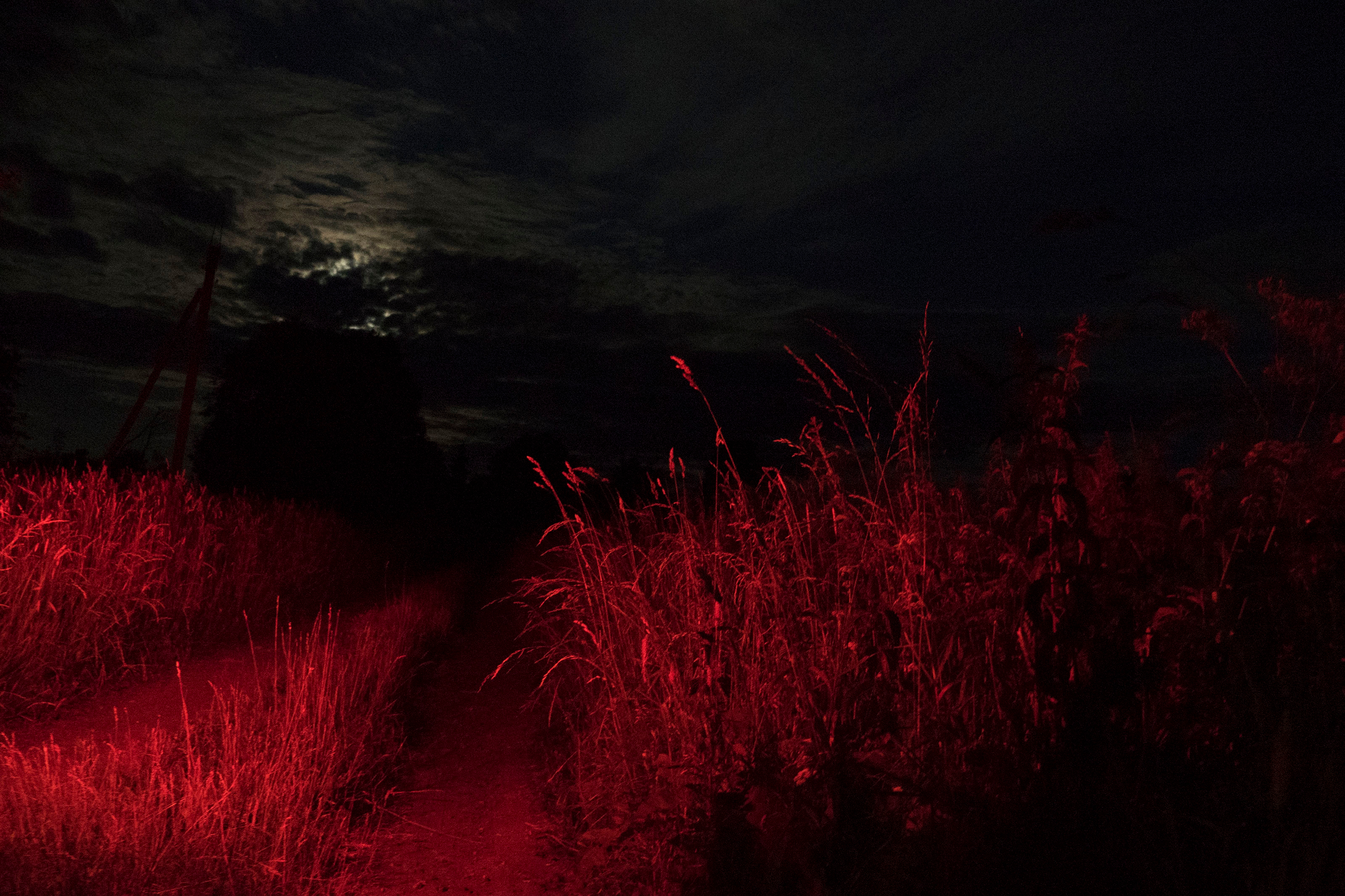 A dark outdoor scene at night shows tall grass and plants lit by a red light, with a cloudy sky and a hint of moonlight in the background. A narrow dirt path runs between the grass.