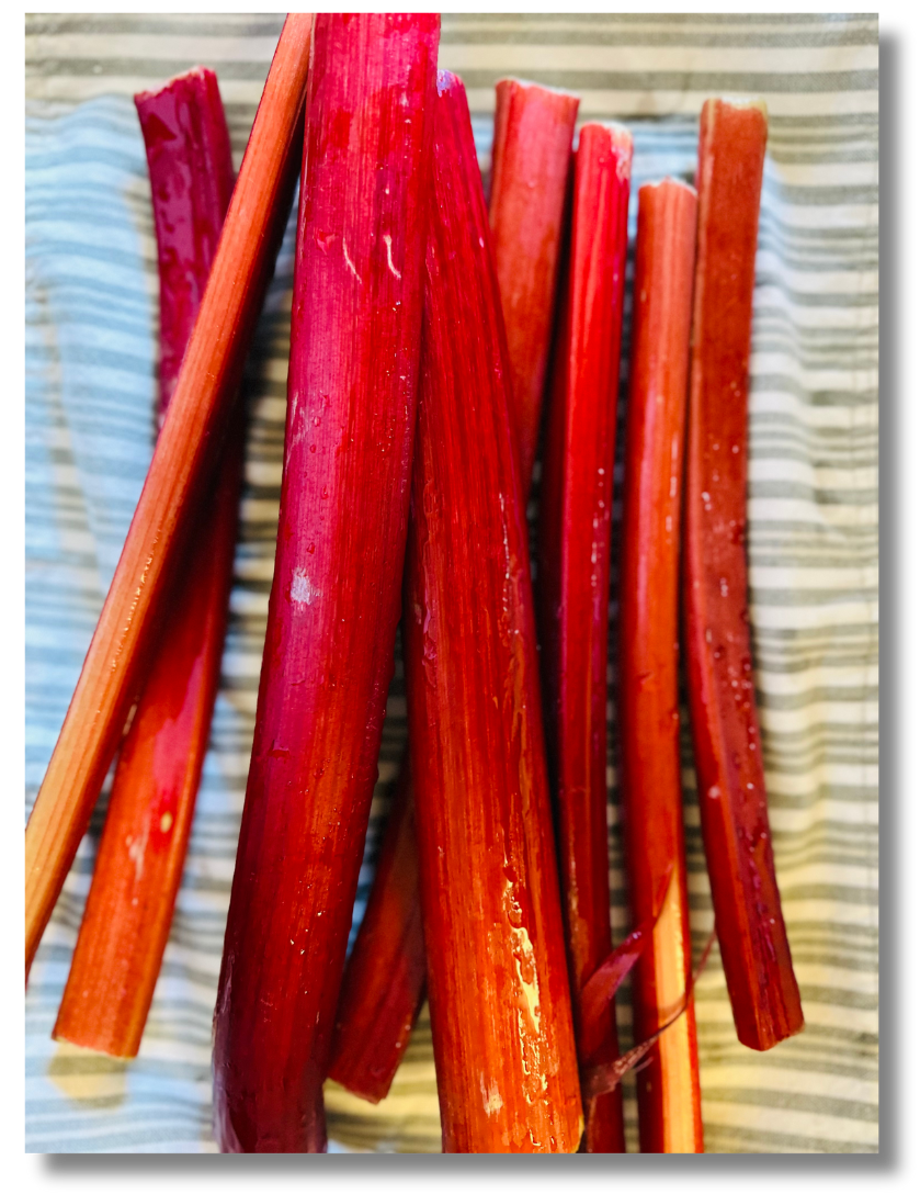 A photo of ruby red rhubarb stalks piled on a striped towel.