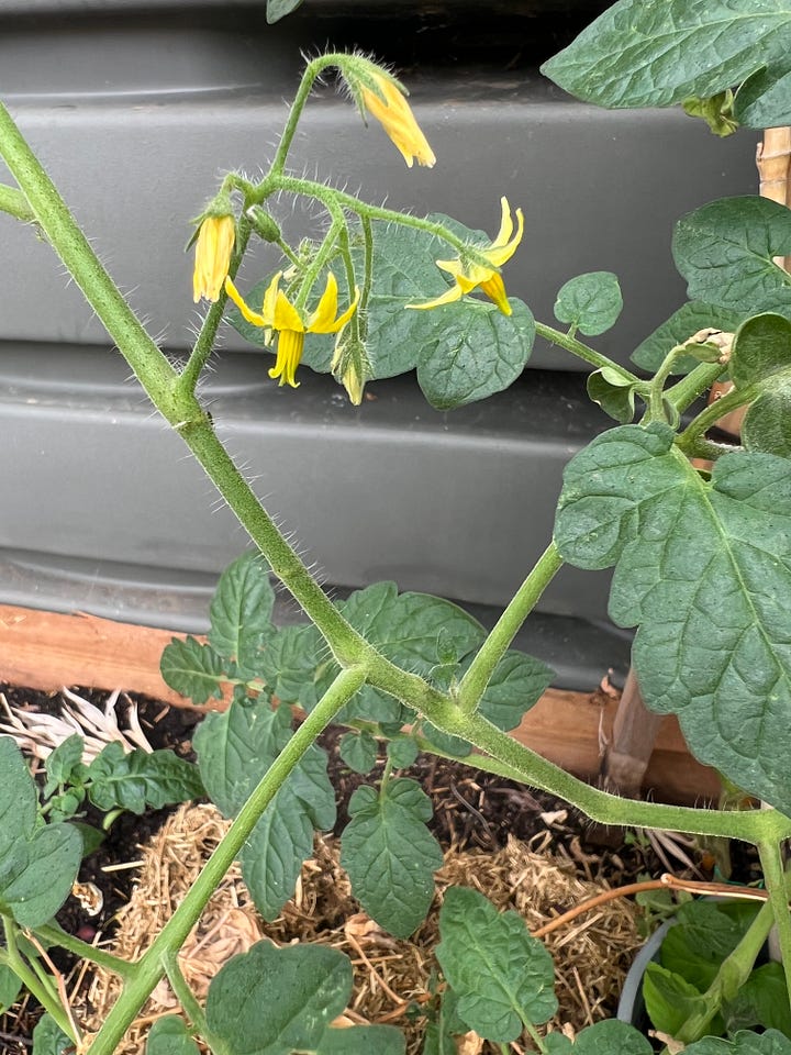 Summer plantings still hanging on