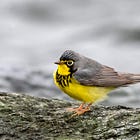 When Songbirds Fall to Earth