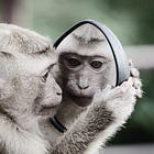 How I tamed my monkey mind and made it start writing a novel