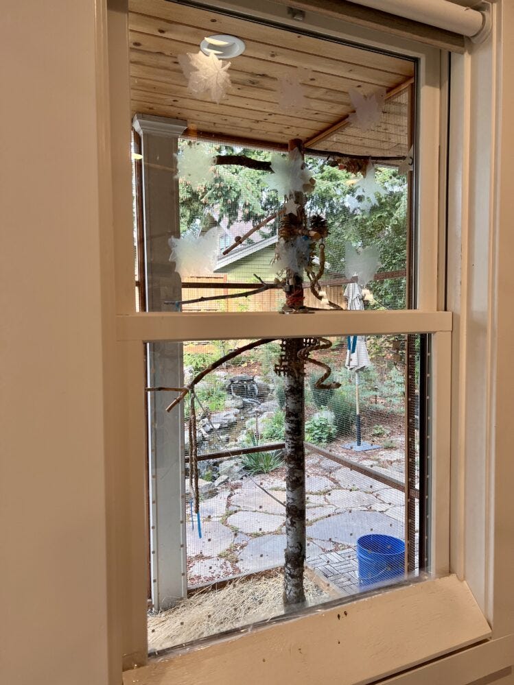 Window Collision Avoid window collisions inside your home