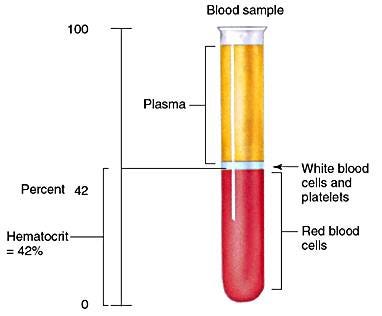 what is hematocrit?