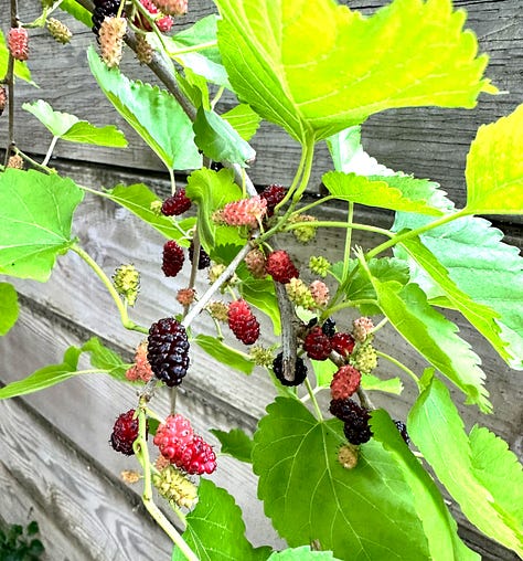 Here comes the fruit, it is about to harvest time