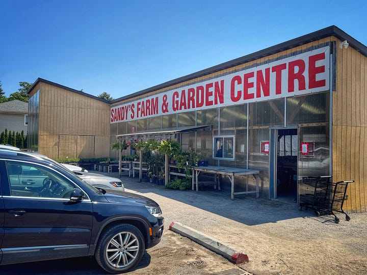 A gallery of shots from Sandy's Farm & Garden Centre. First a shot of the exterior, with cars parked in a dirt lot in front of a building with a huge banner with the name of the place in big red letters. The banner stretches all the way across the front of the building. Next is a shot with bins of corn and broccoli in the foreground. The room continues for about 100 m with many other kinds of vegetables. Next a shot of a variety of vegetables in bins against a wall We can see several types or chard, celery, radishes and more. Finally, a shot looking the other way for the length of the building. In the foreground there is a huge bin of pickling cucumbers.