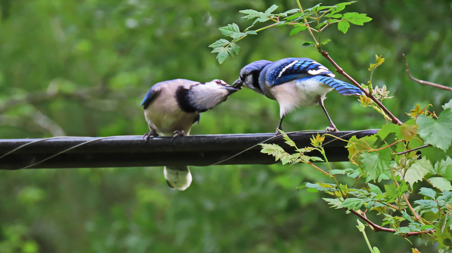 Bluejays engaged in courtship feeding Bluejays engaged in courtship feeding