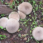 Green Wednesday: The Hidden Power of Fungi and NVUSD Climate Upgrades