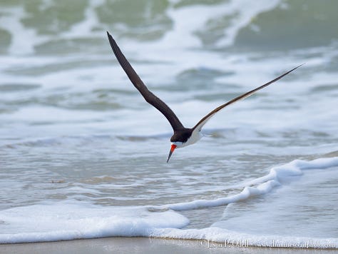 Black skimmers (birds)