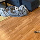 Changes to our foster dog integration process over time