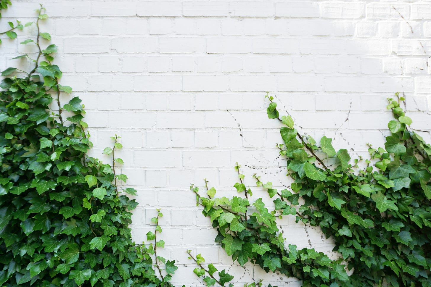 Ivy growing up a white painted brick wall.