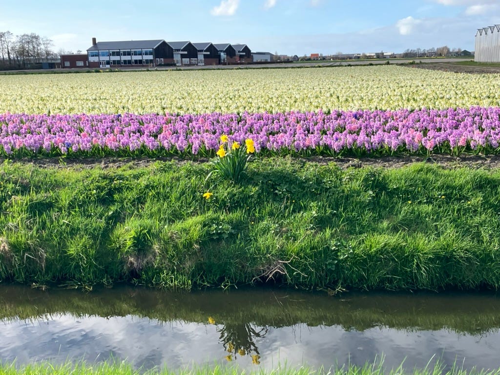 Hyacinths and a renegade daffodil in a flower field in the bollenstreek, with a canal in the foreground.