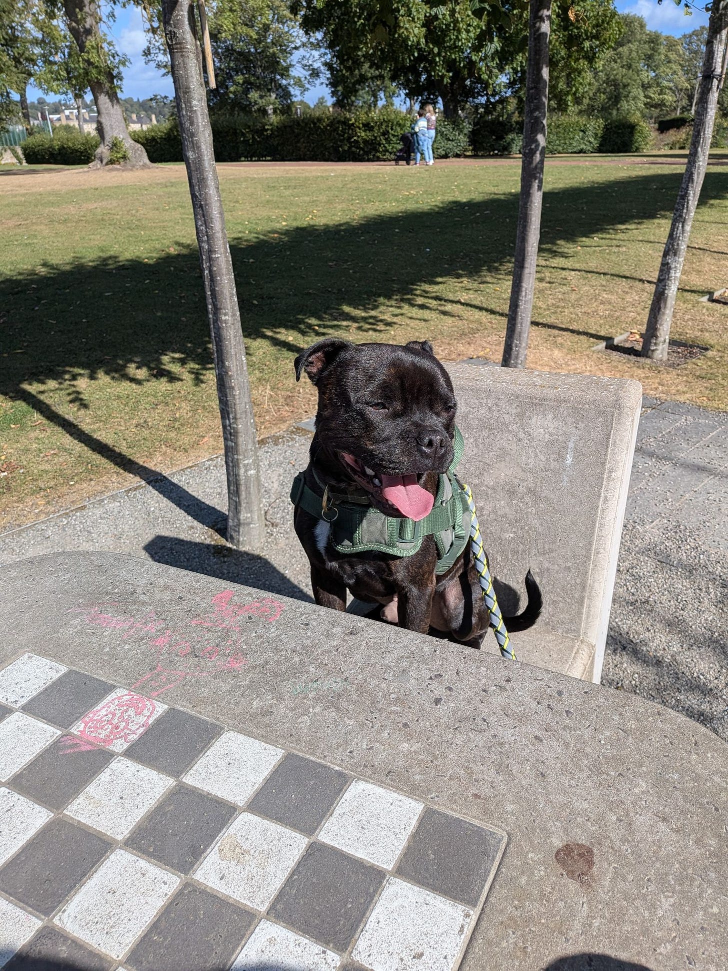 A Staffy sits on a concreate chair. In front of him, is a concreate table with a chessboard pattern built into it.