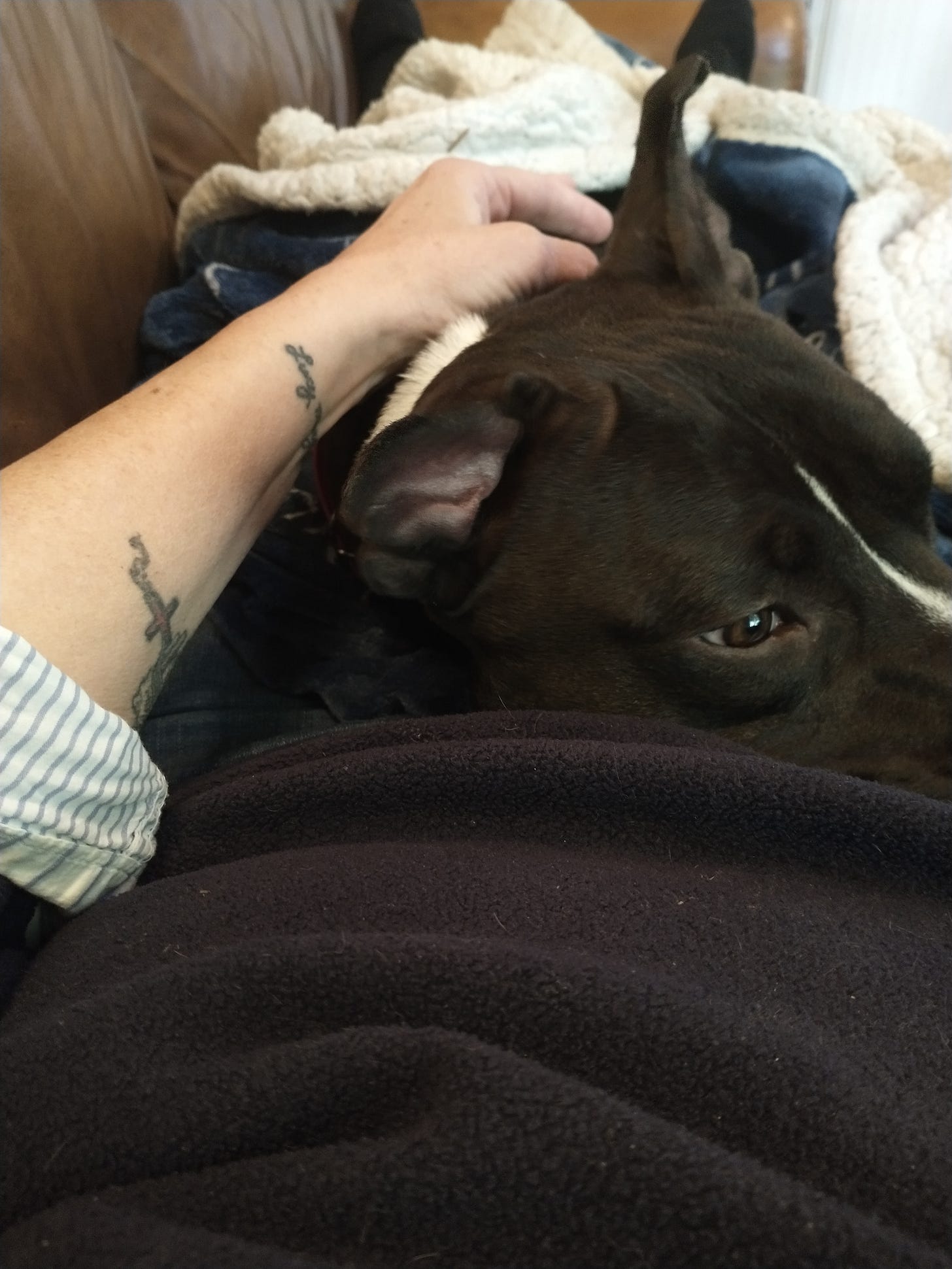 A person's torso and legs on a couch, covered by a black-and-white dog, and a blanket