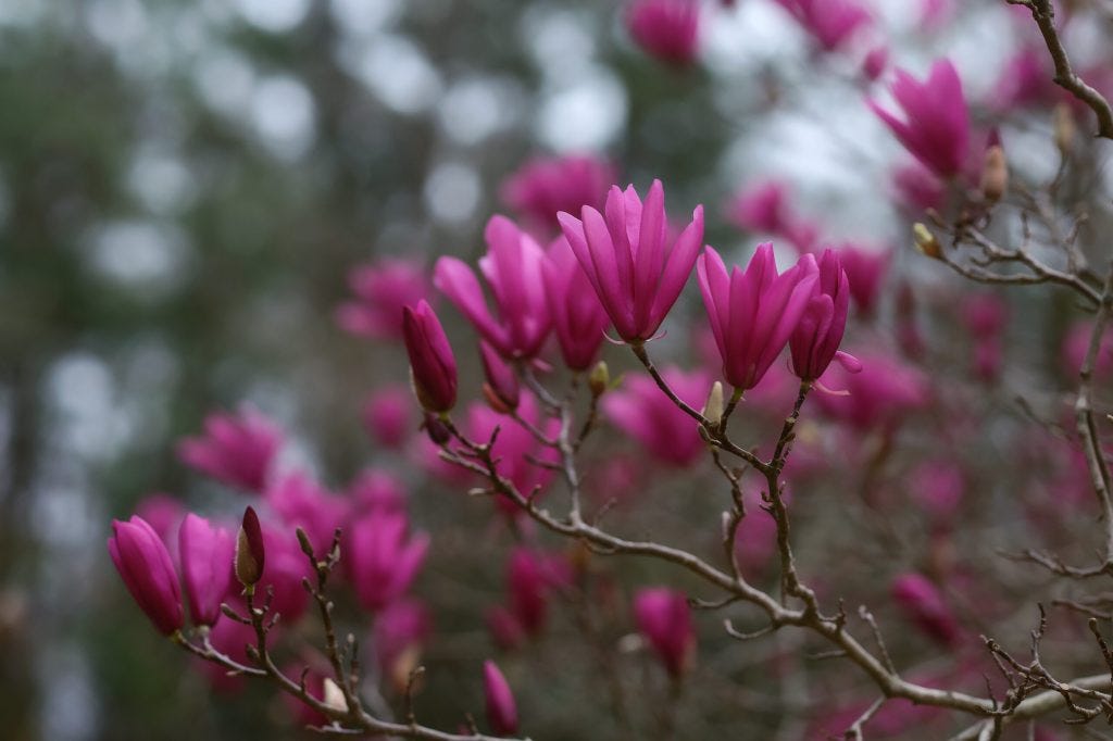 Atlanta nature photographer