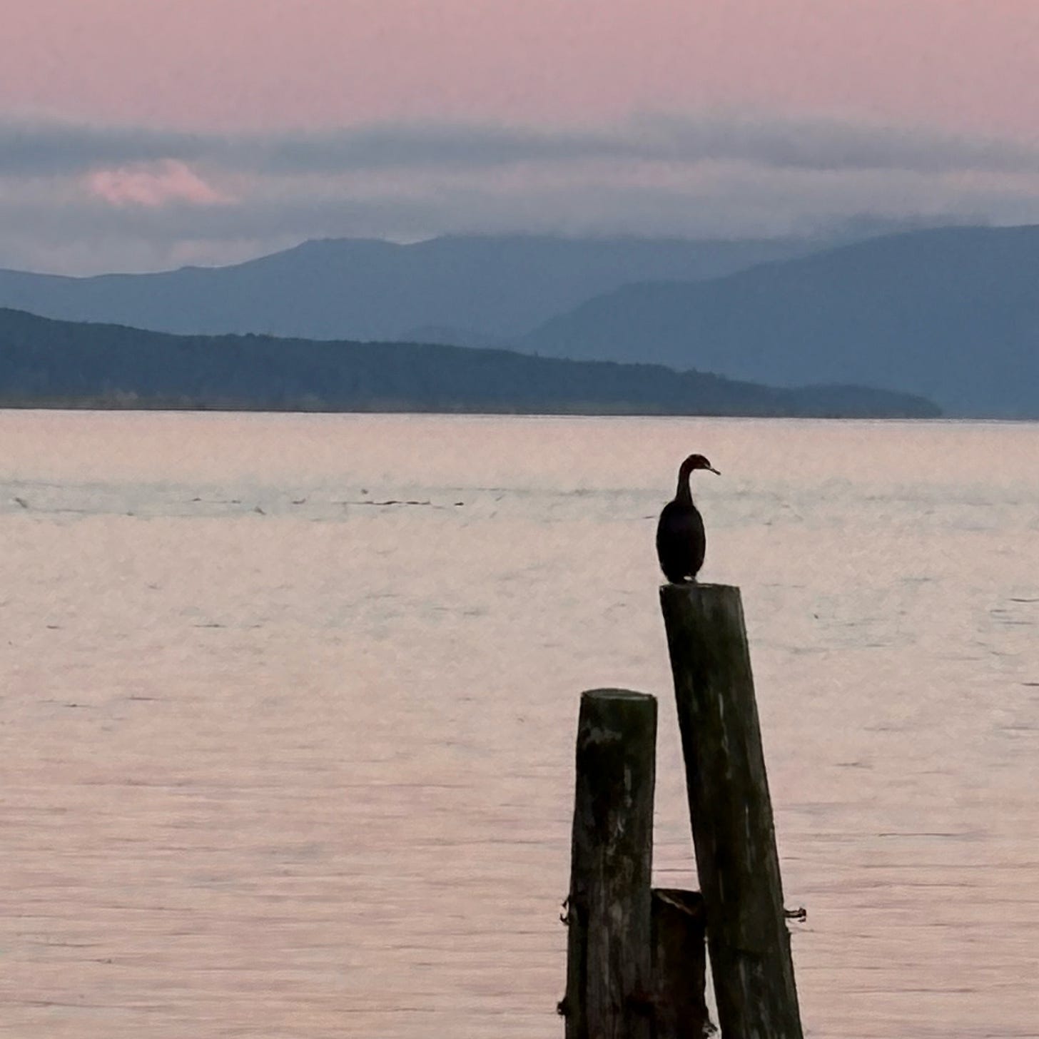 Silhouette of a cormorant against sunset and ocean