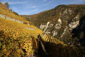 jean-rene germanier vex vineyard jean-rene germanier vex vineyard