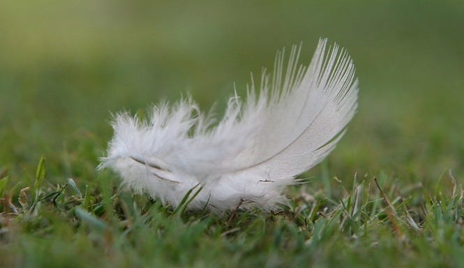 Feather on grass. 