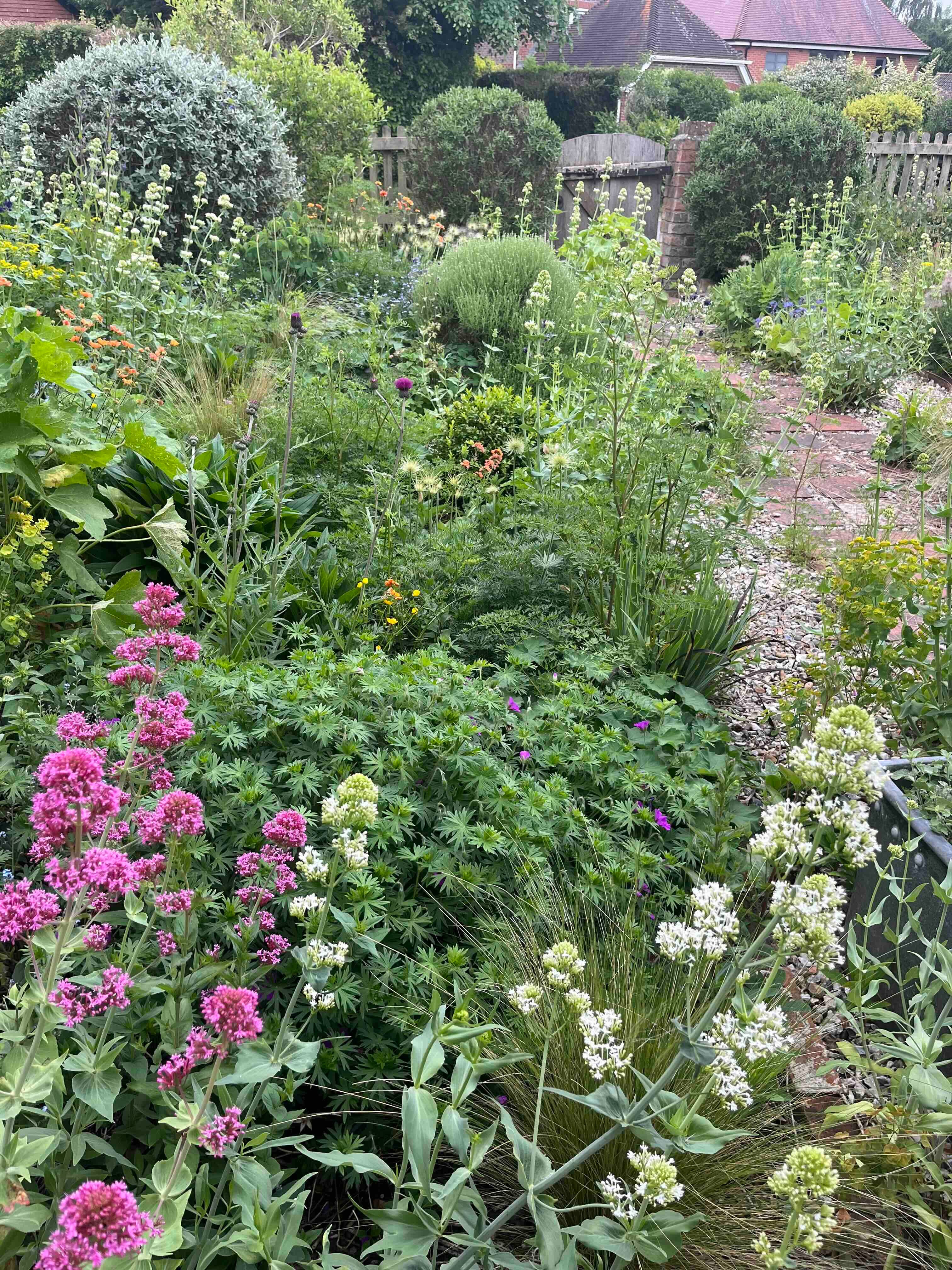 May in the garden - by Clare Foster - Bud to Seed