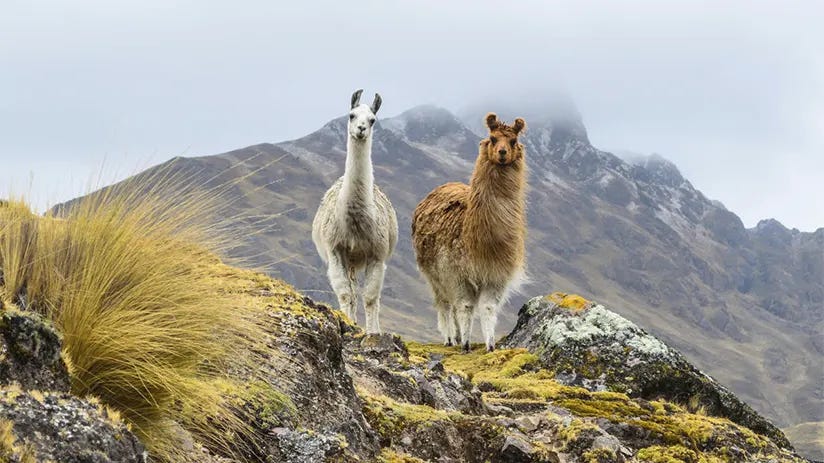 What's the difference between Llamas vs Alpacas?