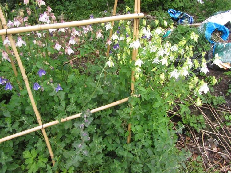 A close-up of a plant
AI-generated content may be incorrect. A close-up of a plant
AI-generated content may be incorrect.