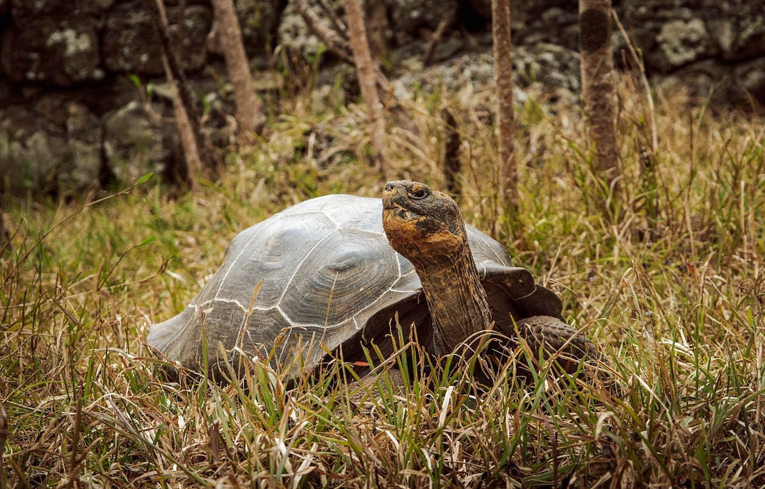 imagen de una tortuga de galápagos, caminando entre la hierba y estirando el cuello