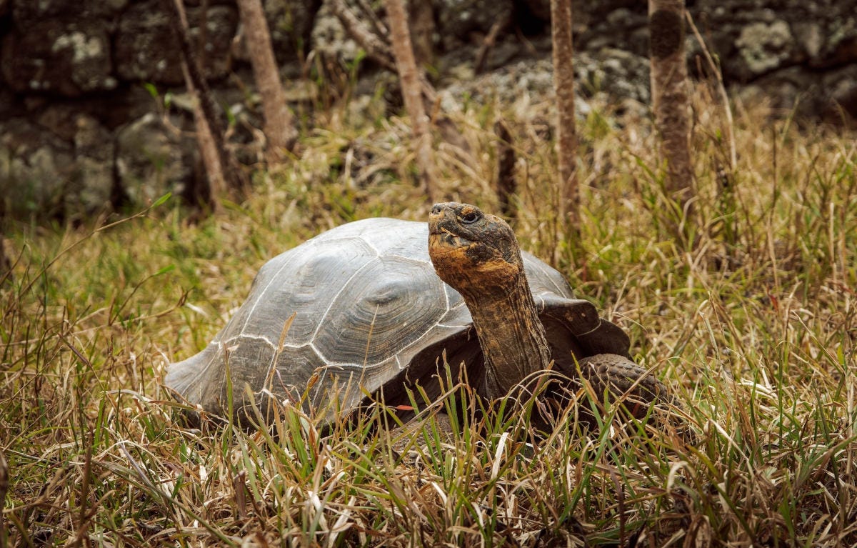 imagen de una tortuga de galápagos, caminando entre la hierba y estirando el cuello