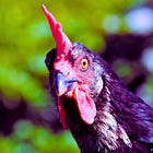 State, Local Health Departments Count Bird Flu Infections 'Even If They Turn Out Later Not to Be Confirmed': CBS News