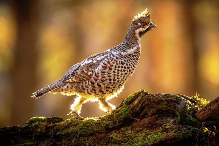 Yezhov Vladimir, Sunny hazel grouse
