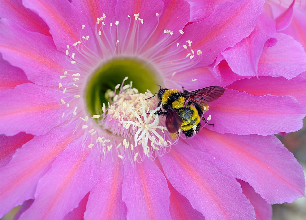Bee on the white center of a bright pink flower Bee on the white center of a bright pink flower