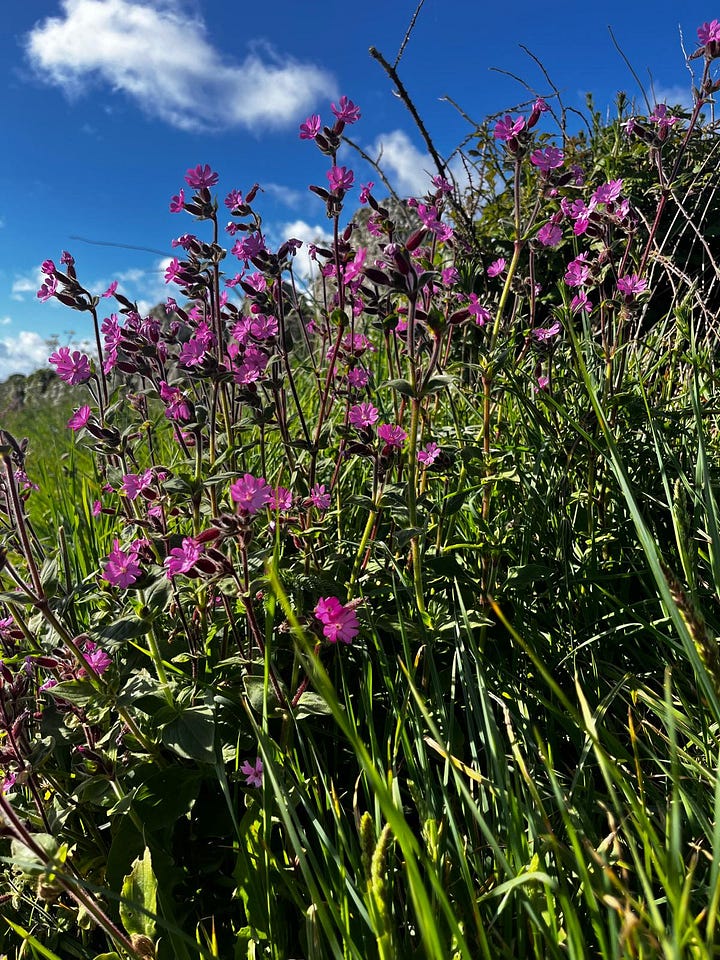Flowers in Cornish hedgerows.