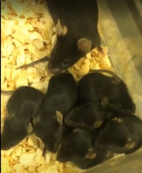 A imagem mostra um grupo de camundongos pretos (aparentemente da linhagem C57BL/6, muito comum em pesquisas científicas) dentro de uma caixa plástica transparente com forração de maravalha (lascas de madeira clara)