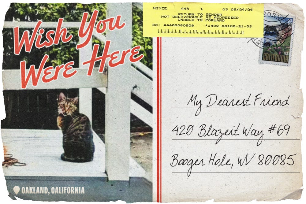 A wish you were here style postcard that looks like it's been through a rought trip featuring an open-mouthed tabby cat