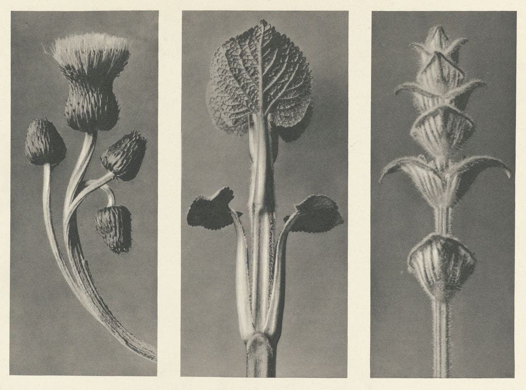 An image added by cosmos on Jul 10, 2024. May present: urformen der kunst, karl blossfeldt: art forms in nature, photography.