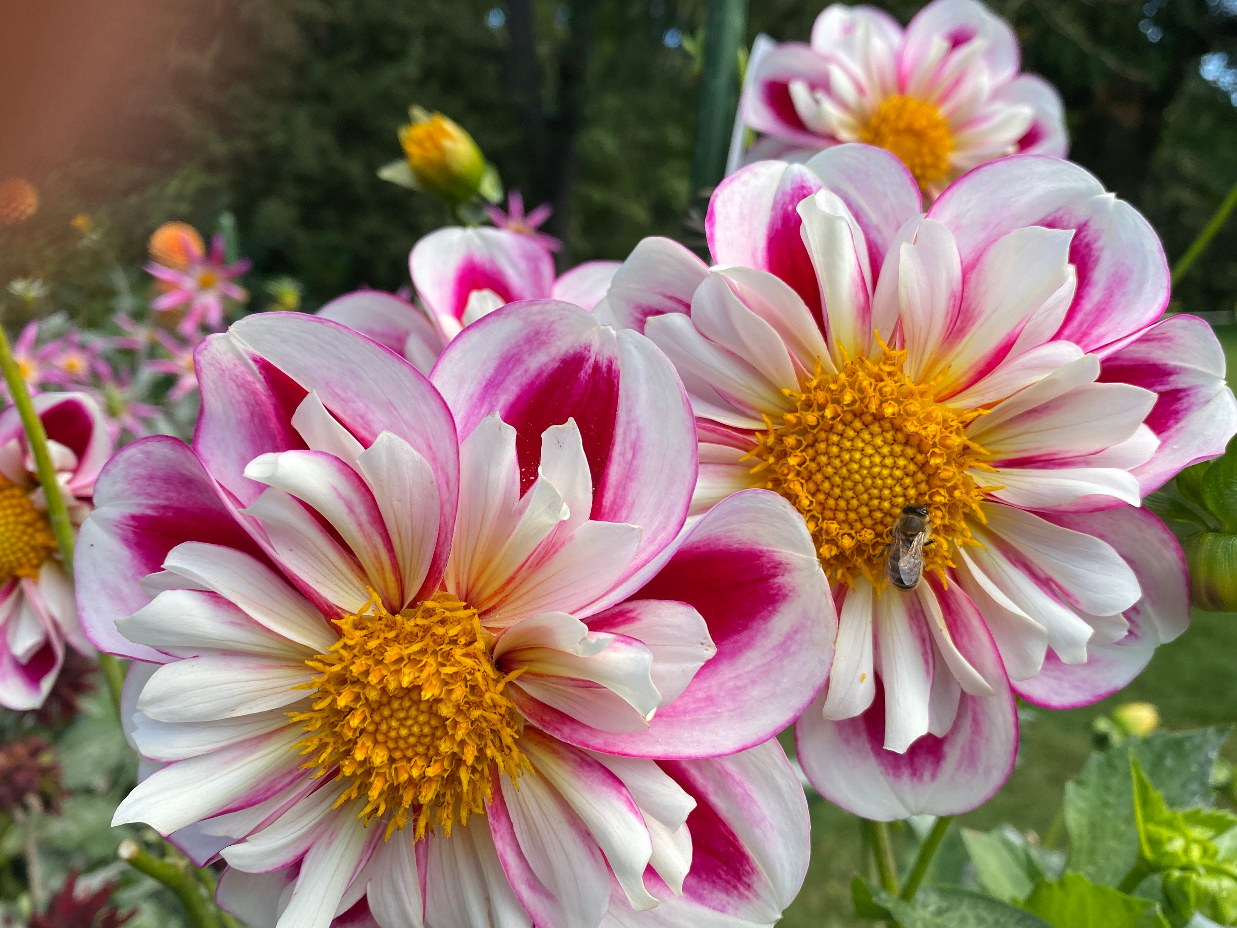 Hail the Dahlia. Yes, More Dahlias! - by Tatyana Sussex