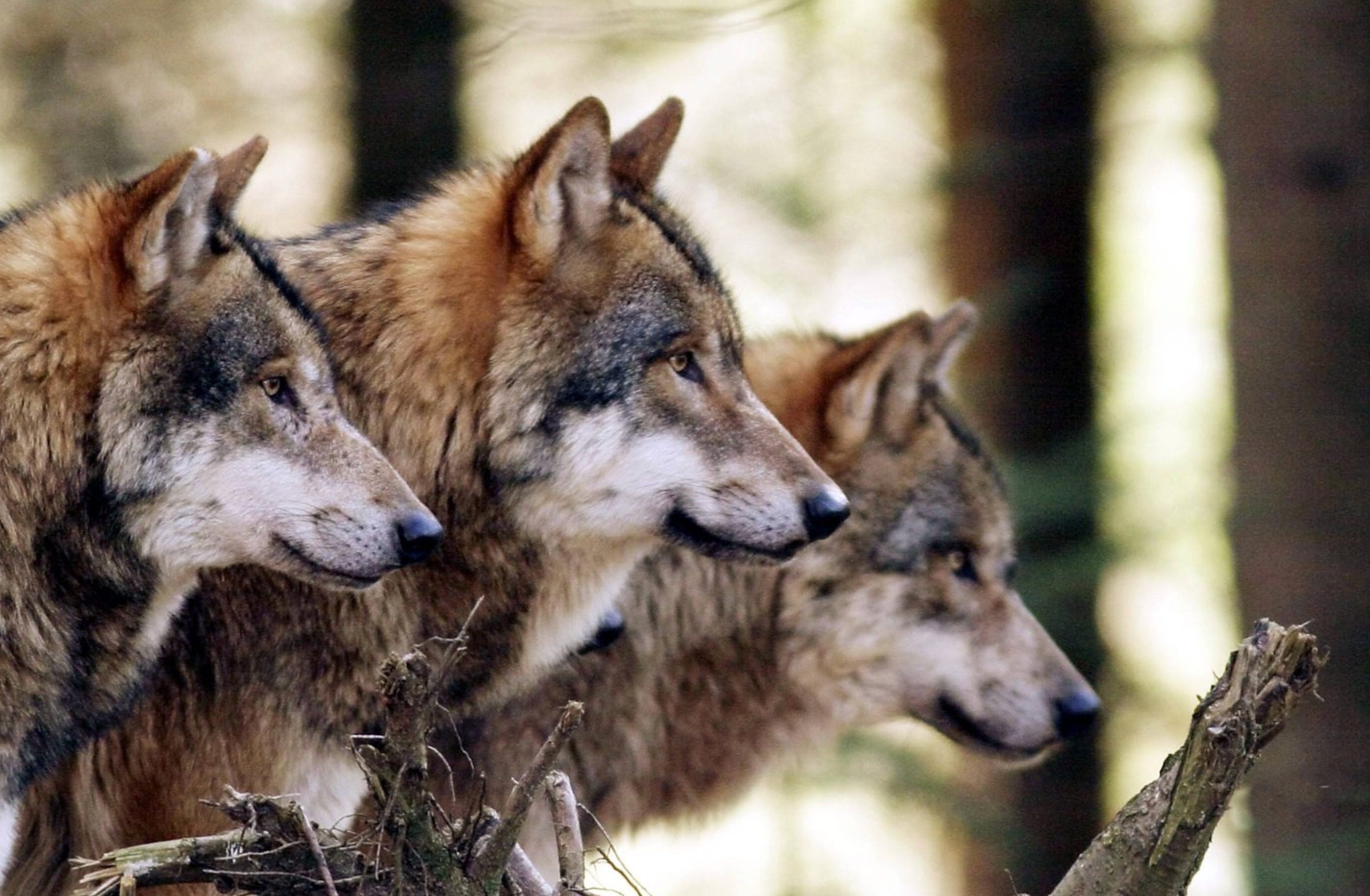 On Predators and Prey – Exploring the Left-Right Paradigm – American Hypnotist