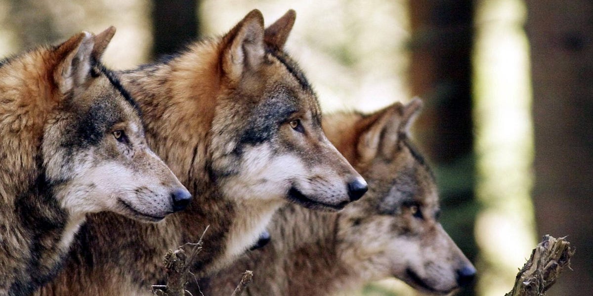 On Predators and Prey - Exploring the Left-Right Paradigm