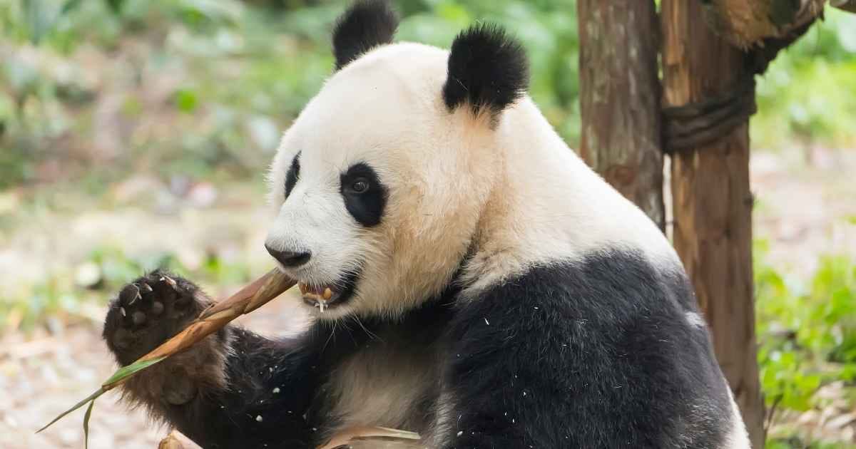 giant panda bear eating bamboo
