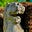 Stone Lion's avatar