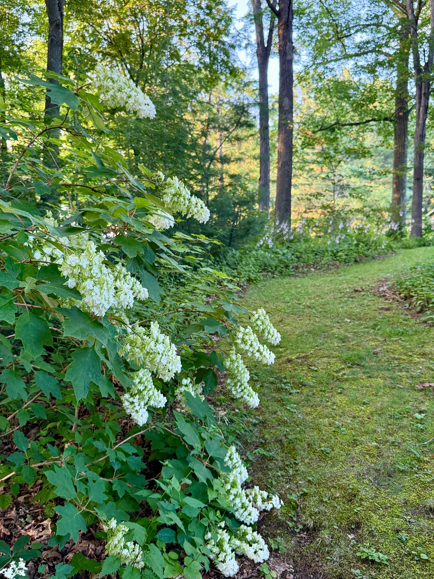 One of several Oakleaf Hydrangea (H. quercifolia) flowering around the garden right now.