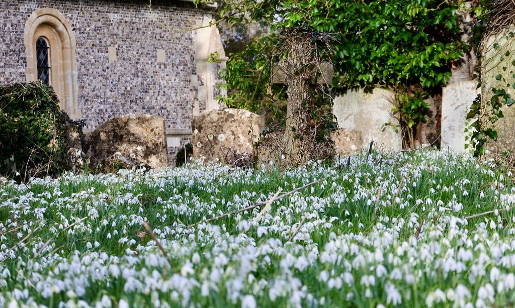 Snowdrops in a cemetery 