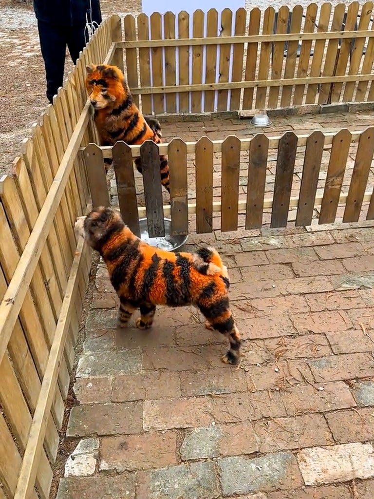 Dogs painted as tigers in Taizhou Zoo, Jiangsu Province, China