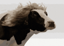 cow GIFs | Tenor cow GIFs | Tenor