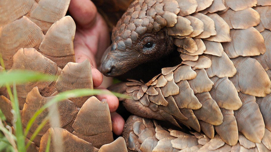 Watch Pangolin: Kulu's Journey | Netflix Official Site