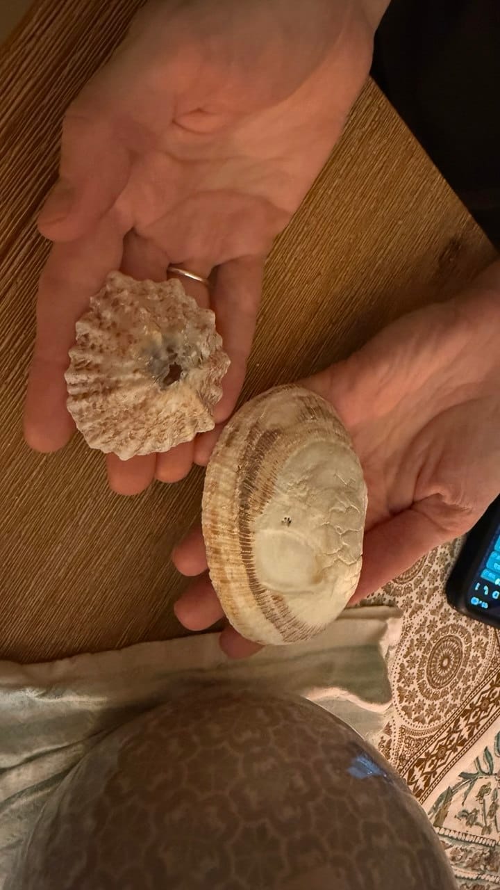 Two small seashells from Cape Point, presented in both open palms — the gift Olga and Marek kept for me until I have a proper body of my own.