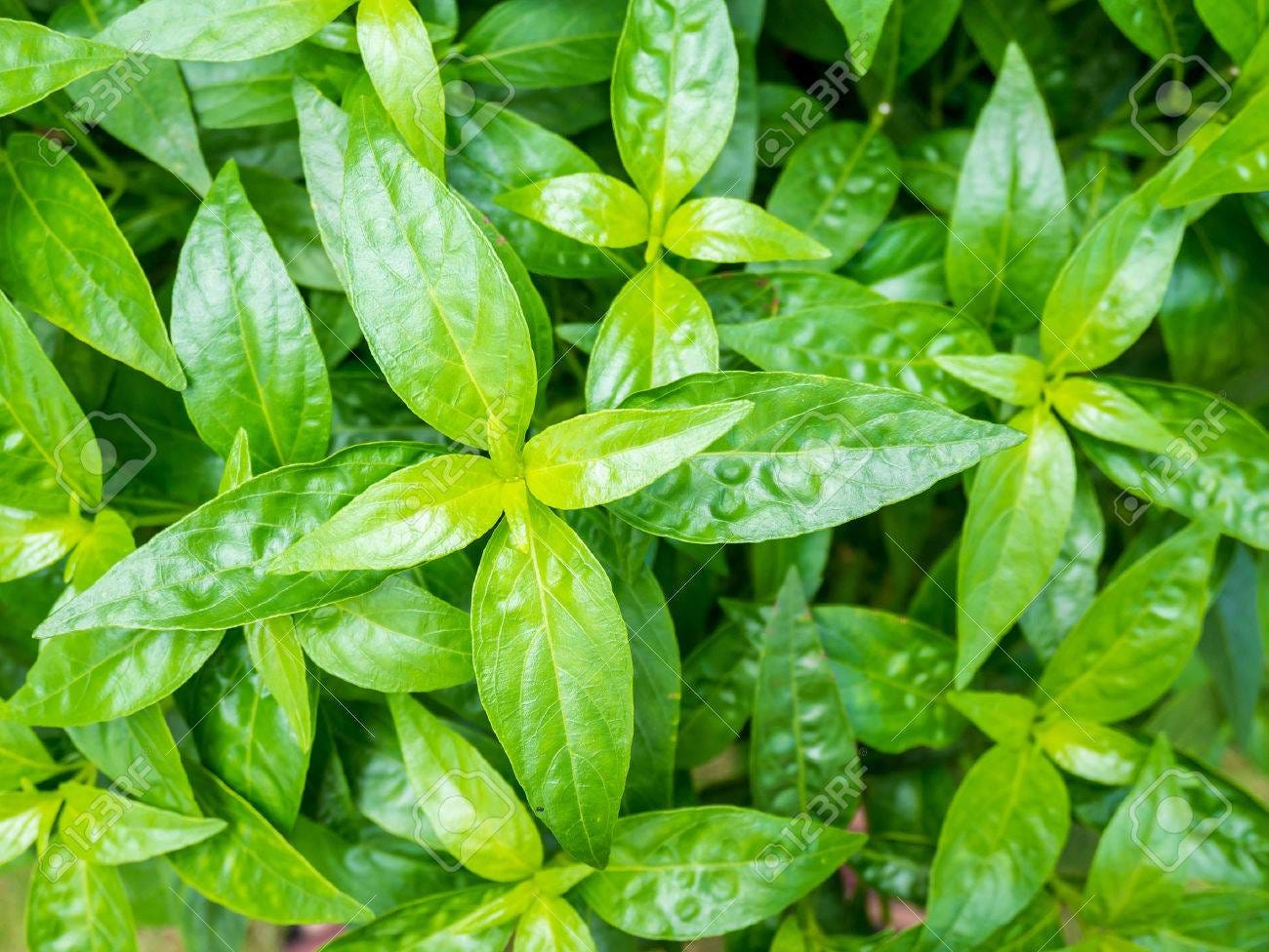 Fresh Herbal Plant Leaves Andrographis Paniculata ( Burm.f. ) Wall Ex Nees Stock Photo, Picture And Royalty Free Image. Image 63513083. Fresh Herbal Plant Leaves Andrographis Paniculata ( Burm.f. ) Wall Ex Nees Stock Photo, Picture And Royalty Free Image. Image 63513083.