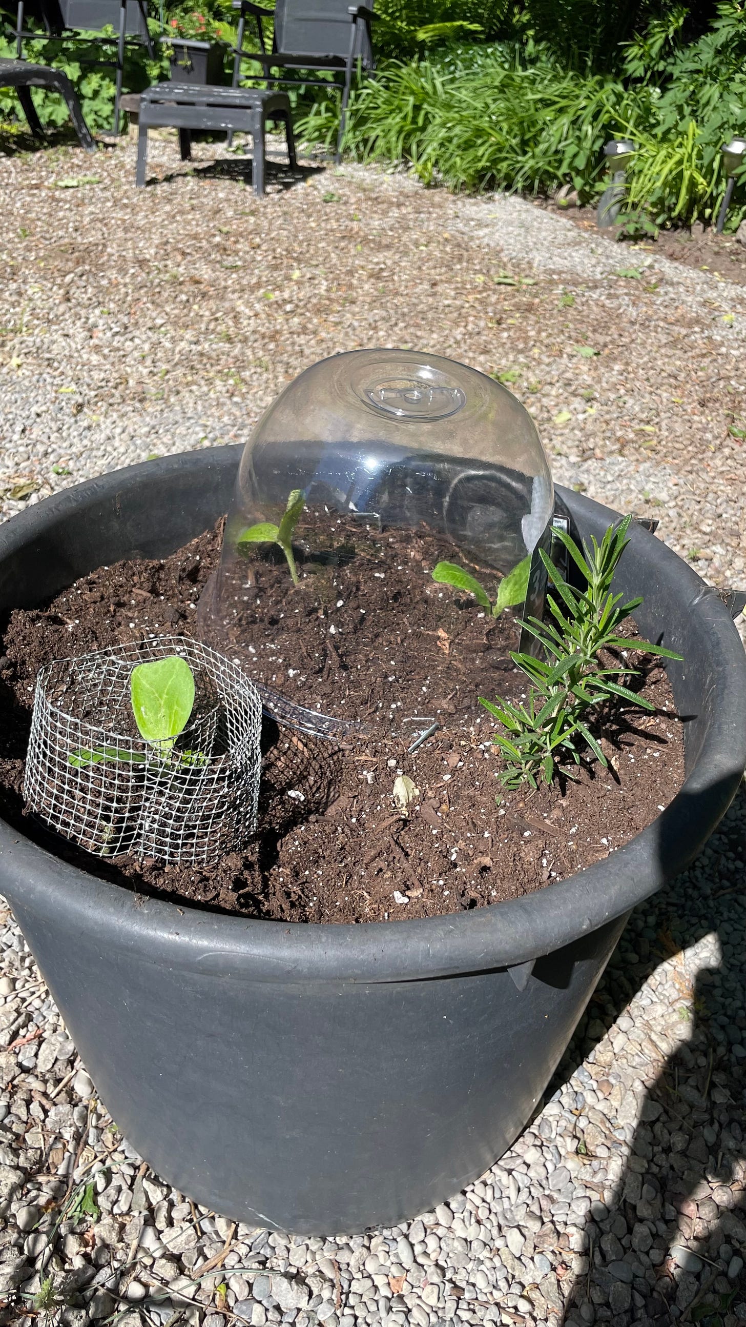 A large garden pot with two young zucchini plants and one small rosemary plant. One zucchini has a clear, plastic cloche over it. The other zucchini has wire screen wrapped around it.